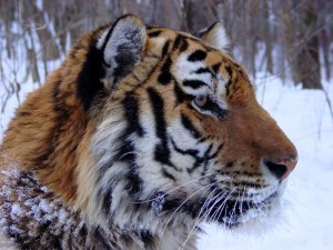 Is your floor harming Russia’s tigers?